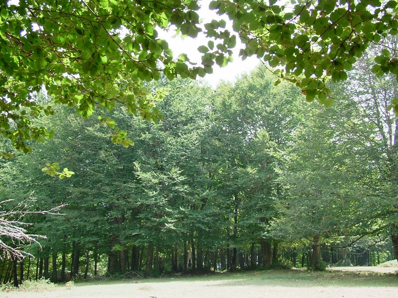faggeta